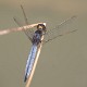 Crocothemis nigrifrons male-2800